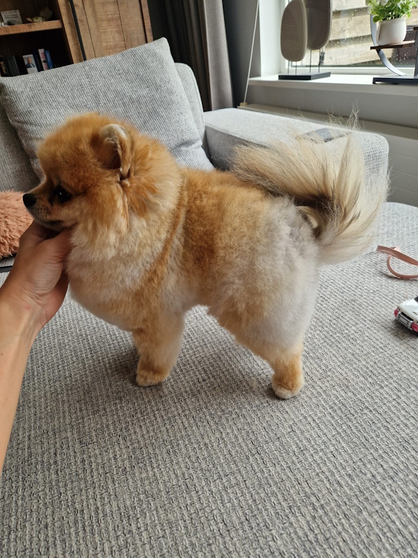 Getrimde pomeranian Balou