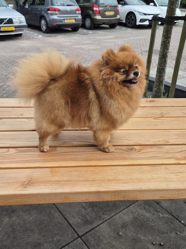Bobbi getrimde pomeriaan dwergkees