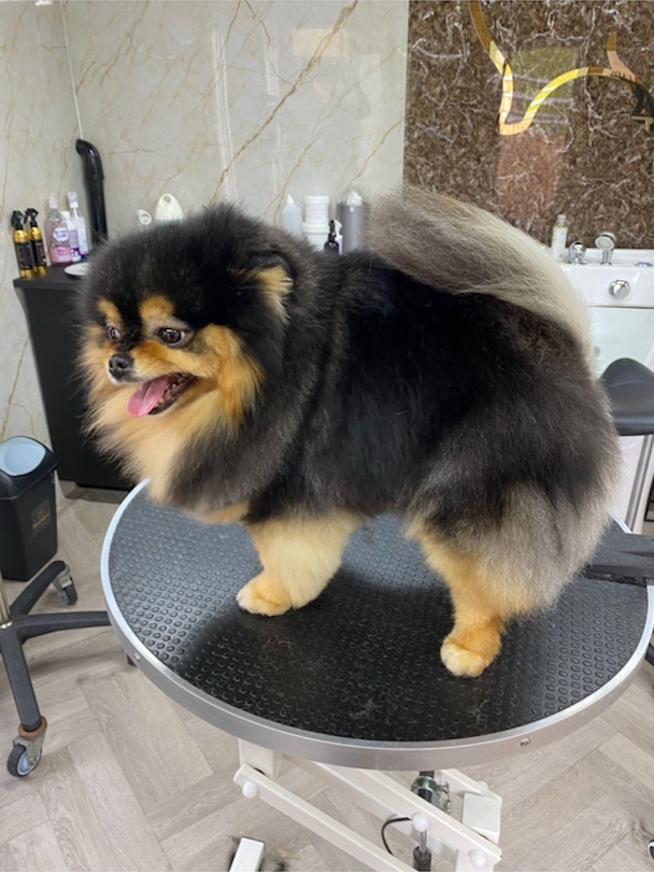 Getrimde pomeranian Lily