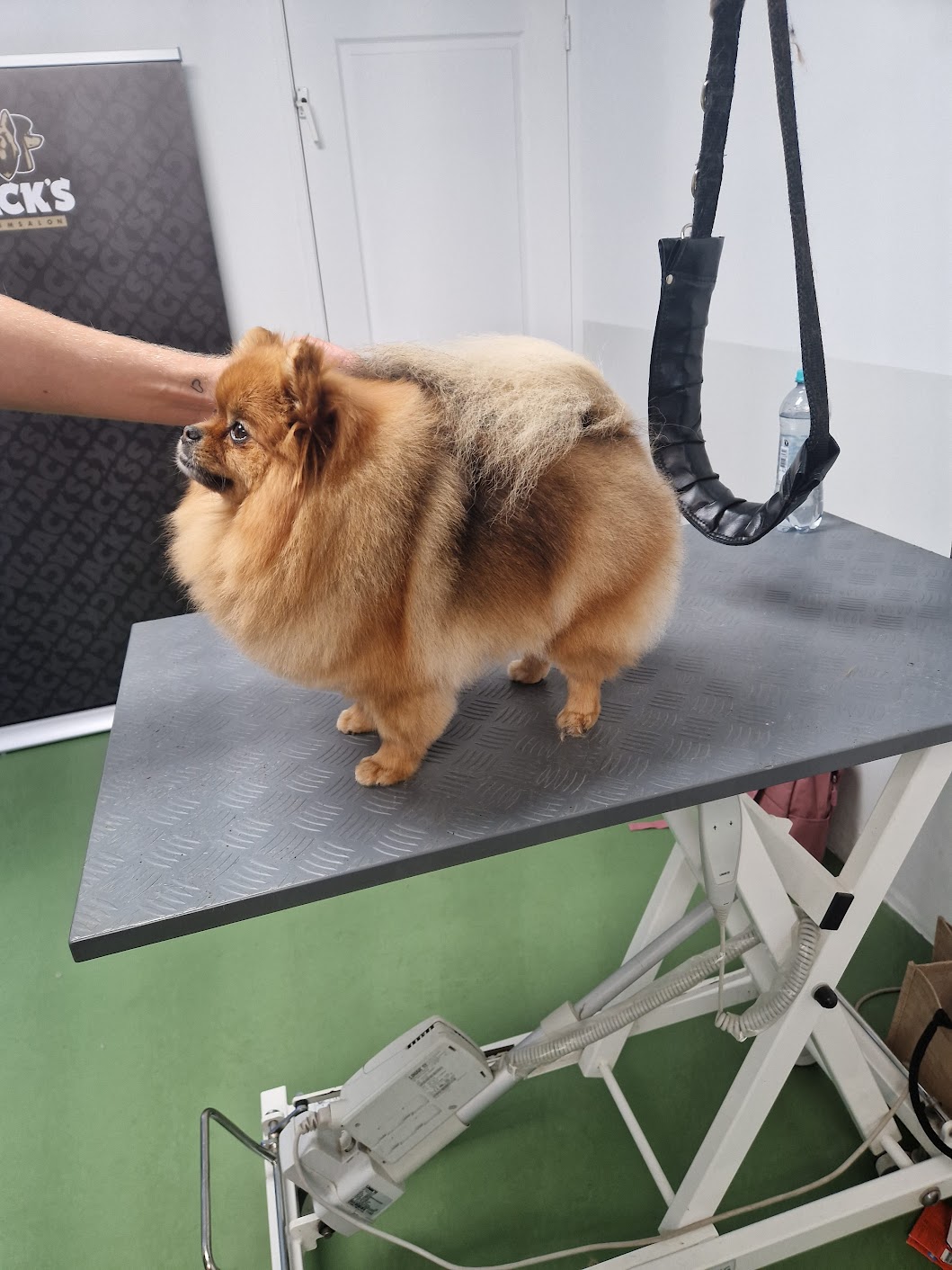 Fendi getrimde pomeriaan dwergkees