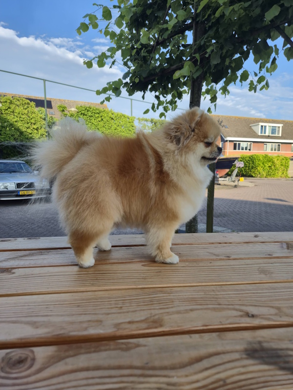 Lily getrimde pomeriaan dwergkees