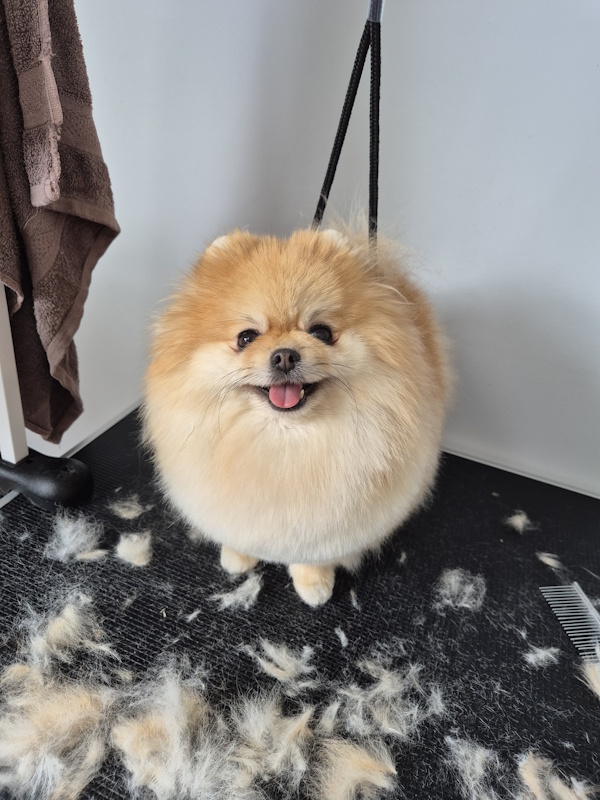 Getrimde pomeranian Lily