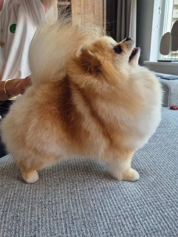 Getrimde pomeranian Lily